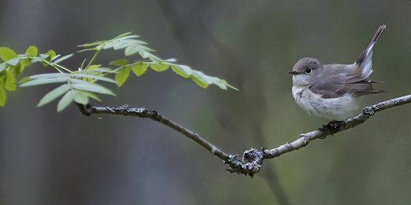 Pikkusieppo, Red-breasted Flycatcher, Ficedula parva